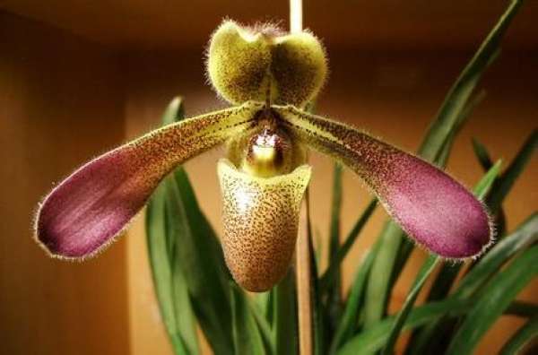 Paphiopedilum tenuifolium