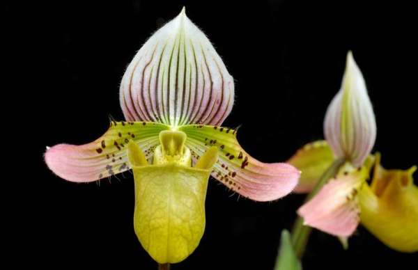 Paphiopedilum tenuifolium