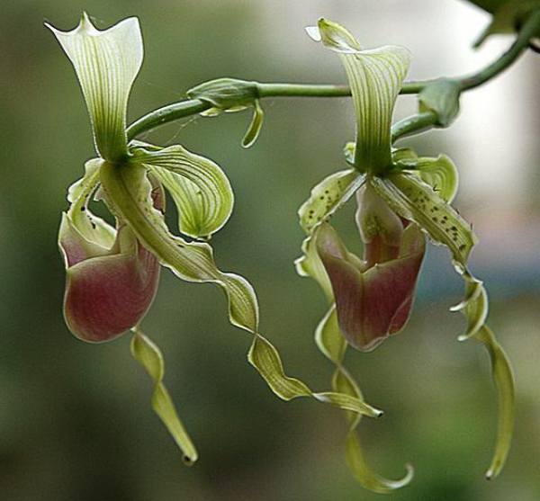 Paphiopedilum tenuifolium