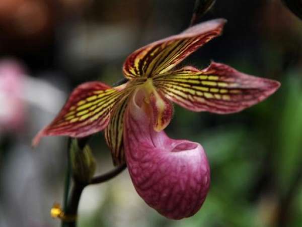 Paphiopedilum tenuifolium