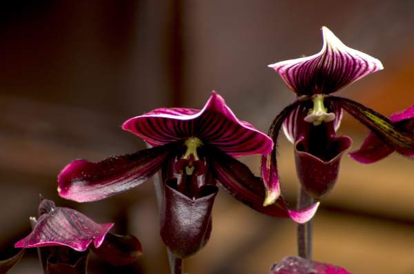 Paphiopedilum tenuifolium