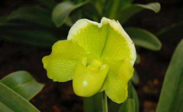 Paphiopedilum with leaves