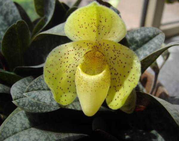 Paphiopedilum with leaves