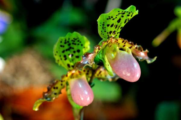 Spring Curing of Paphiopedilum