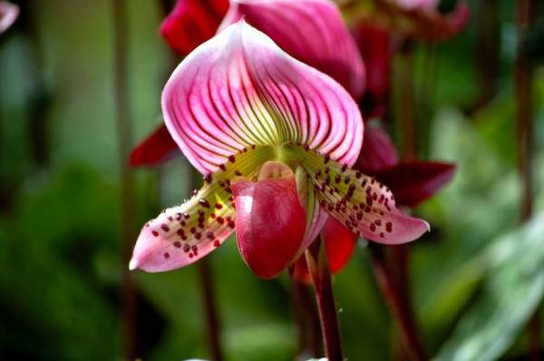 Spring Curing of Paphiopedilum