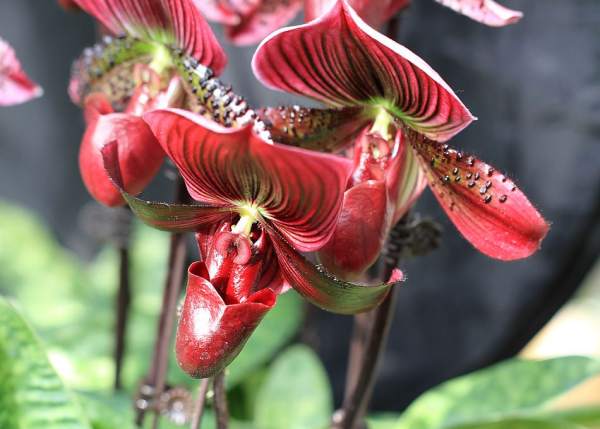Spring Curing of Paphiopedilum