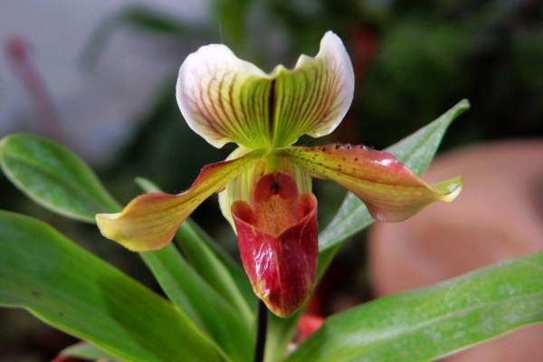 Spring Curing of Paphiopedilum