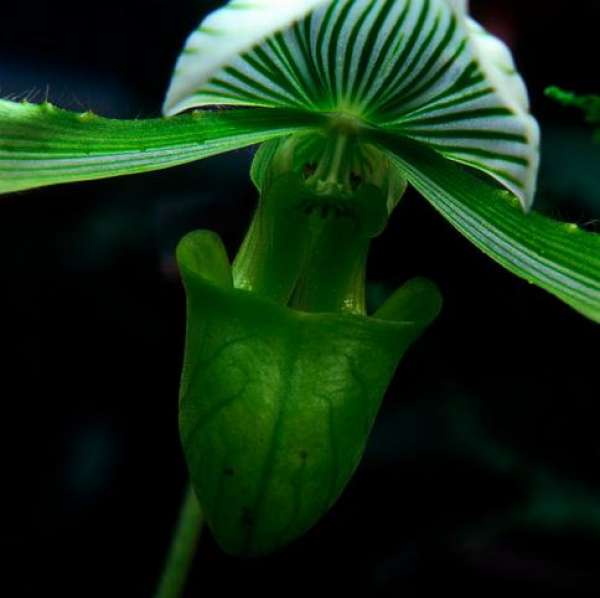 The Symbolic Meaning of Paphiopedilum