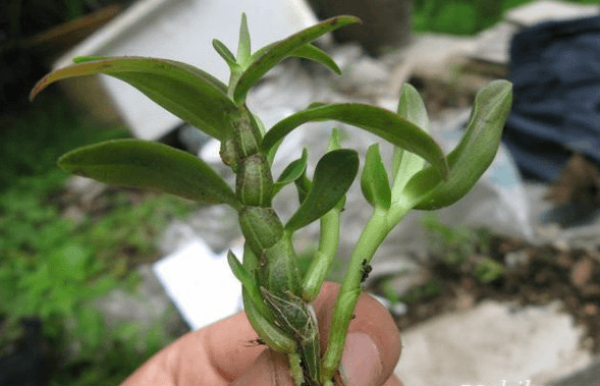 Dendrobium huoshanense