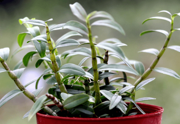 Dendrobium huoshanense