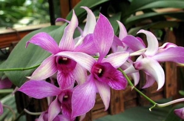 Dendrobium huoshanense