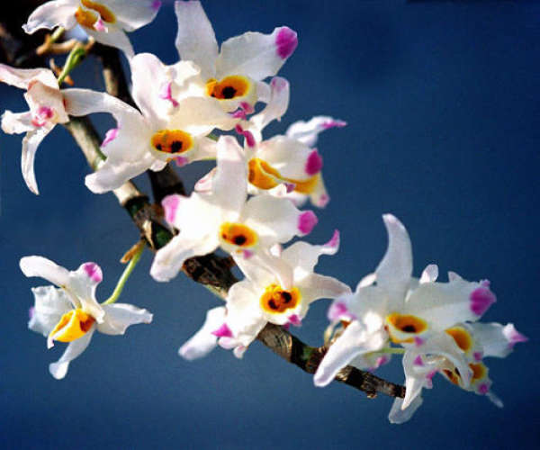 blooming Dendrobium