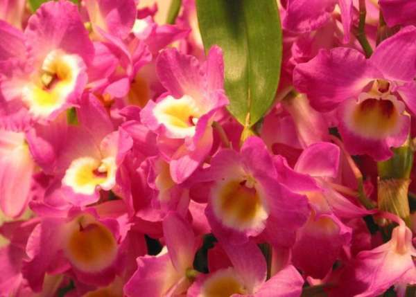 gorgeous Dendrobium