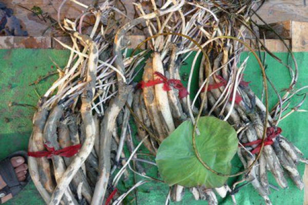 Planting of water lilies, root