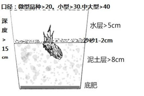 planting of water lily, root