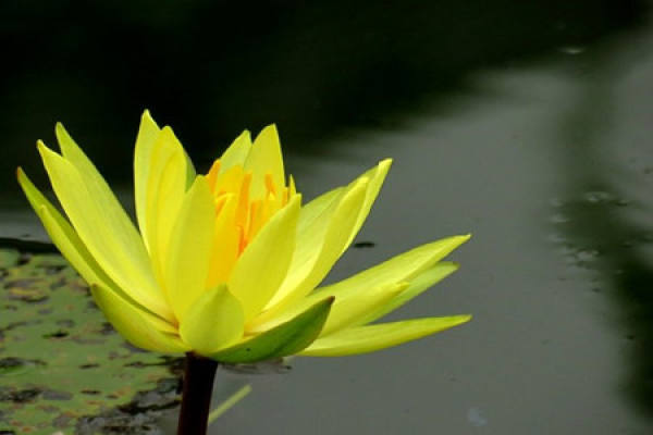 Water lilies in full bloom