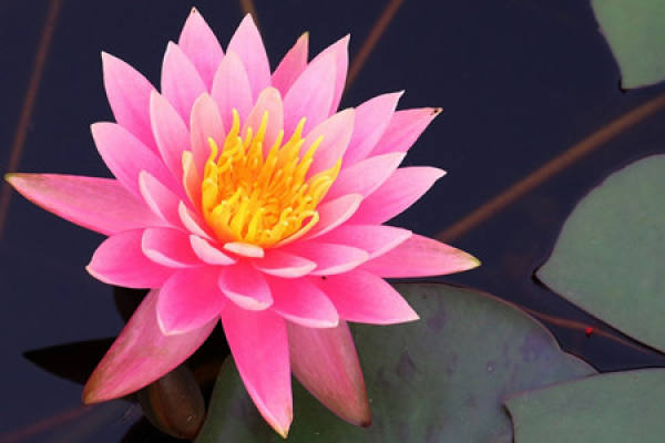 Water lilies in full bloom