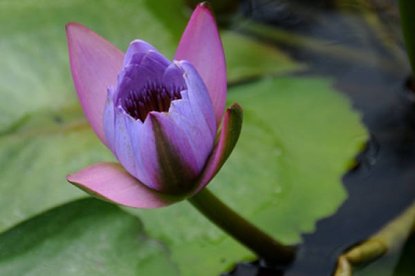 picture of water lily blooming