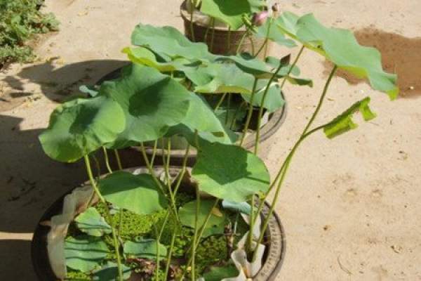 A picture of a water Lily planted in a pond