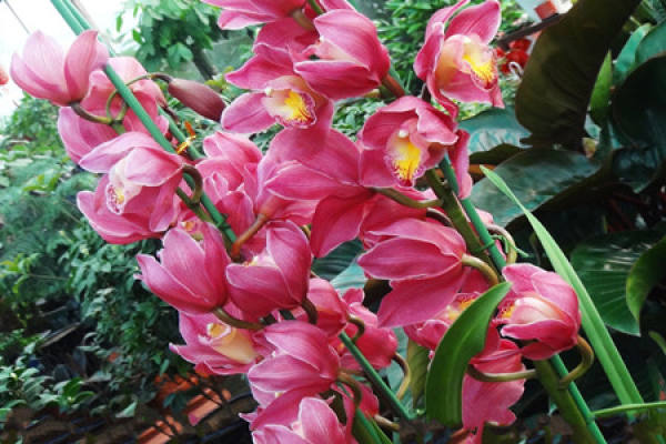 Culturing Cymbidium hybridum with less pot turning