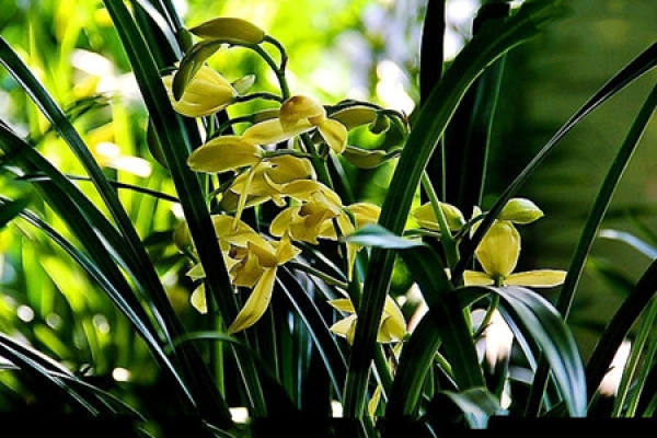 How does Cymbidium flower?