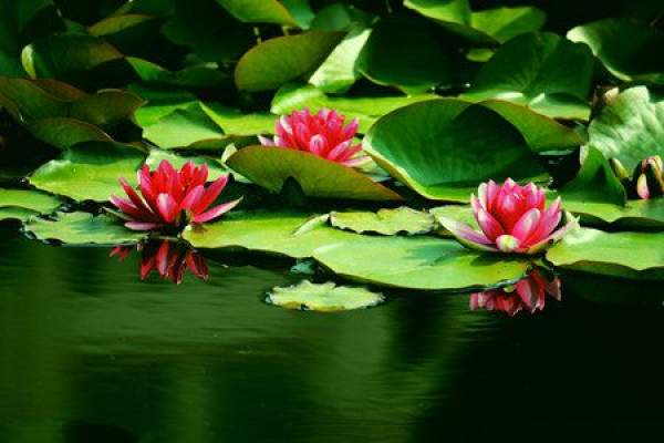 view picture of water lily