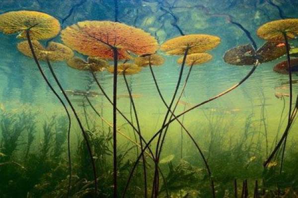 view picture of water lily