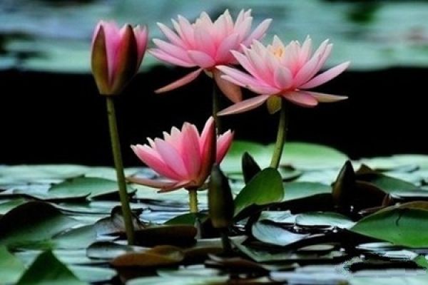 Photo of a small growing water Lily.