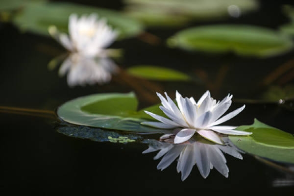 Photo of a small growing water Lily.