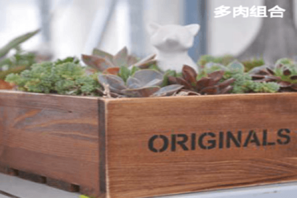 woodpot succulent