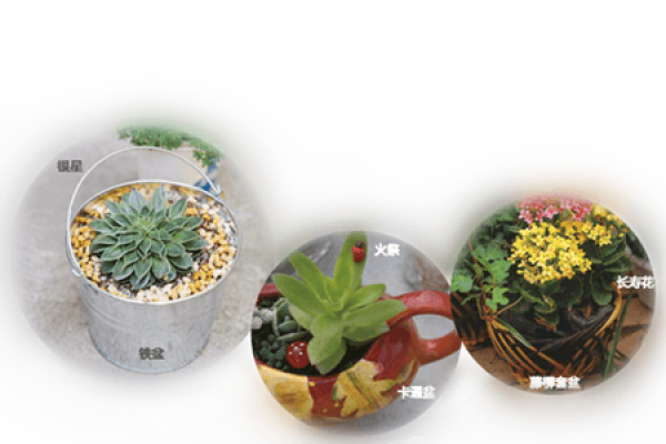 woodpot succulent