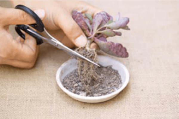 Cut off the old roots of succulent plant