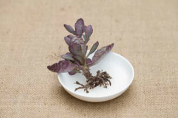 Cut off the old roots of succulent plant