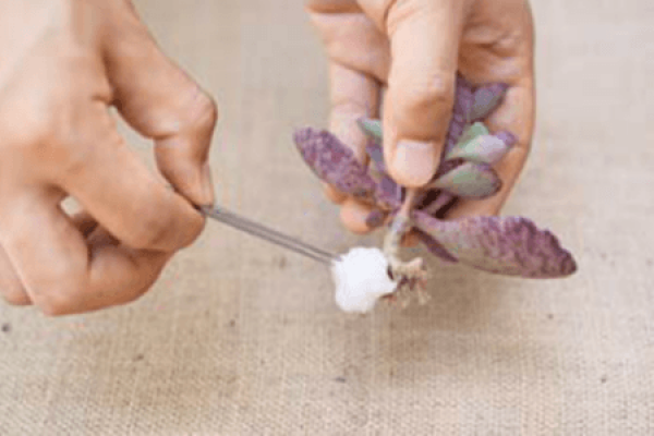 Cut off the old roots of succulent plant