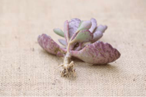 Cut off the old roots of succulent plant