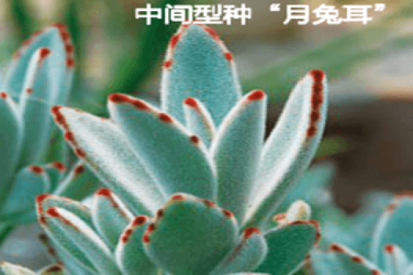 Summer-type species 