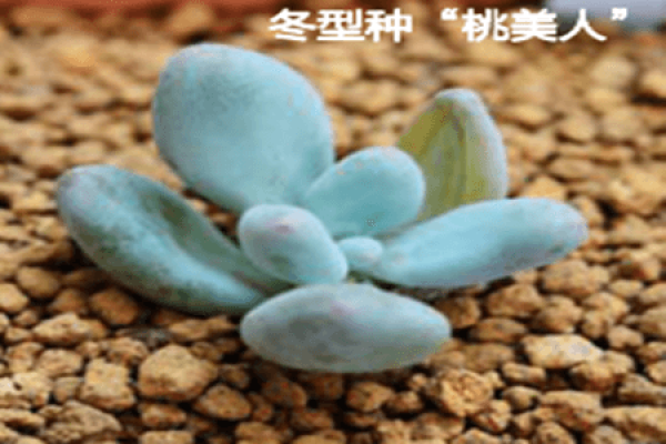 Summer-type species 