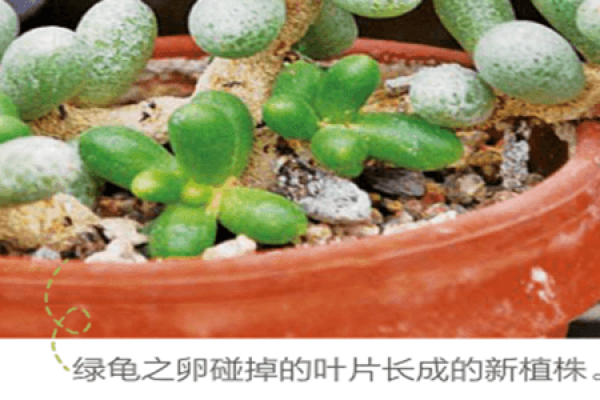 Fleshy cuttings after beheading and drying