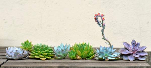 Autumn water method for succulent plant