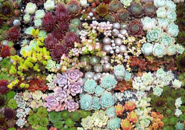 Large temperature difference raises jelly color and fleshy