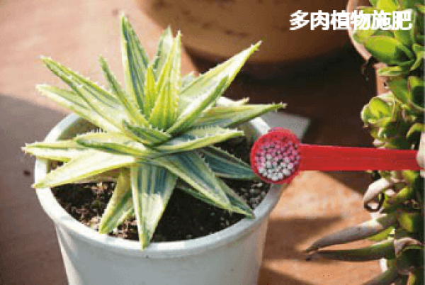 Succulent fertilization