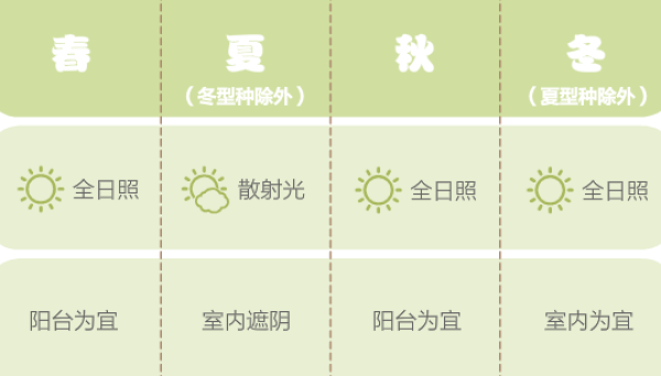 fertilizer for succulent plants
