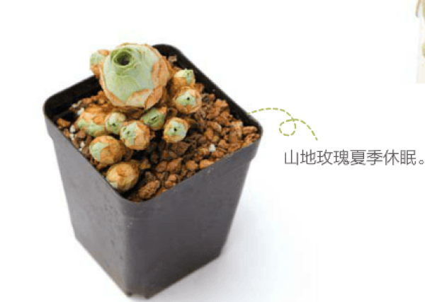 Succulent plant growing in summer