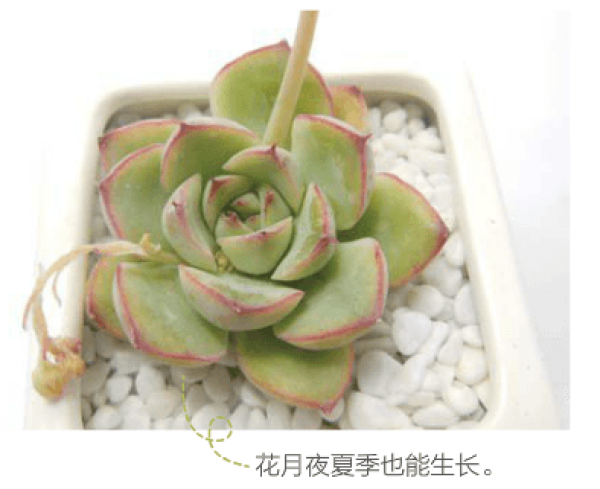 Succulent plant growing in summer