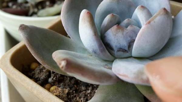 Red rot of succulent