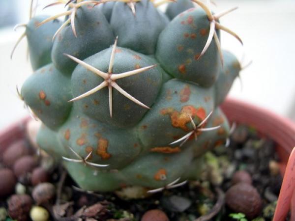 Red rot of succulent