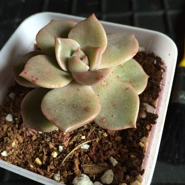 Red rot of succulent
