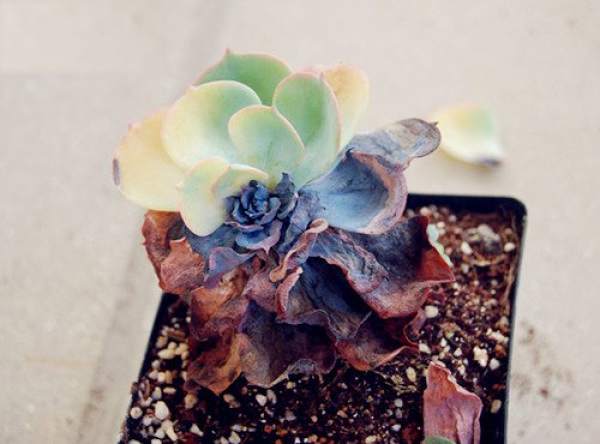 Red rot of succulent