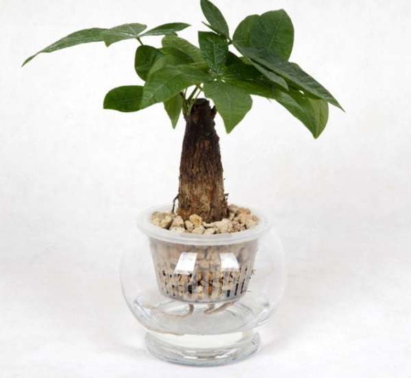 Fertilization of water nourishing fortune tree