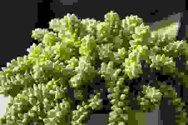 Jade decoration room temperatures